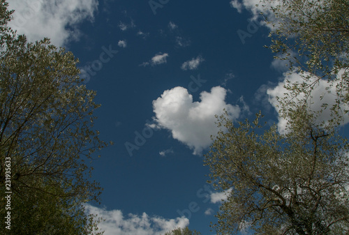 Un nuage en forme de coeur sur fond de ciel et d'oliviers, en été