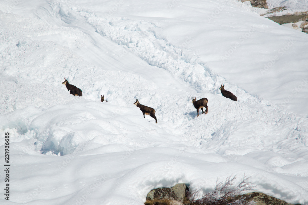 Group of female alpine chamois Group of female alpine chamois