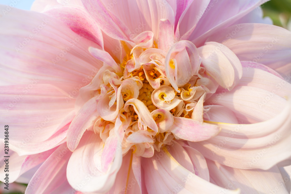 Florid large and small petals of pale pink Dahlia close-up.  