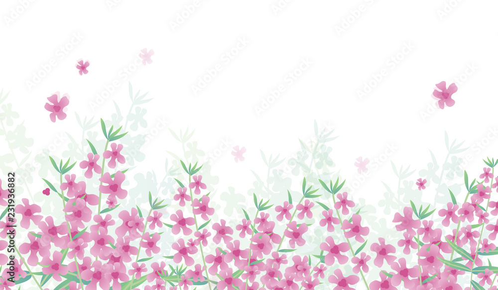 Vector Illustration. Poster with angelonia. Background with modern home flowers and with place for text