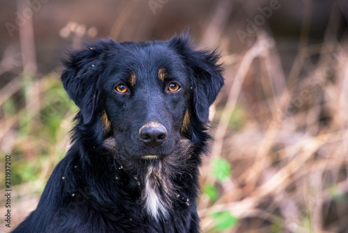 Cão com olhos bonitos