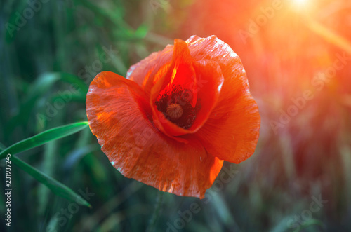 wild poppy flower at sunset