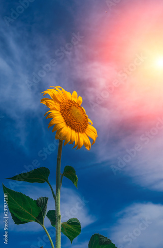 Fototapeta Naklejka Na Ścianę i Meble -  sunflower summer flower close-up, against a background of clouds.