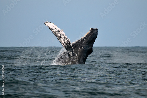 Wale in Nayarit © Paco Juarez
