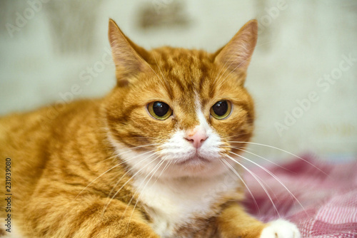 portrait of a ginger domestic cat close up.