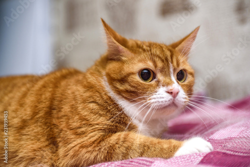portrait of a ginger domestic cat close up.