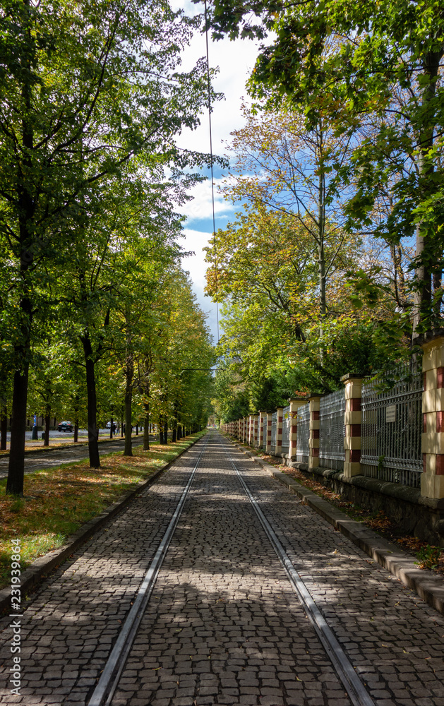 Tree-lined tram line in Prague