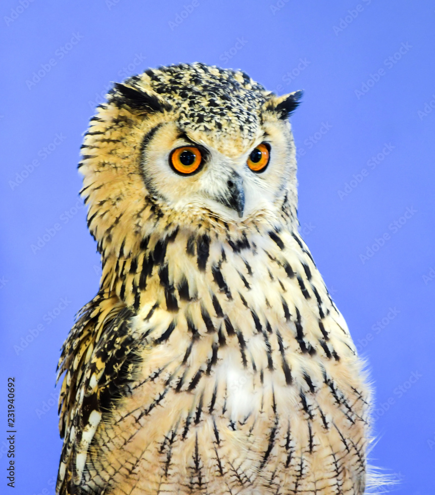Obraz premium Indian owl