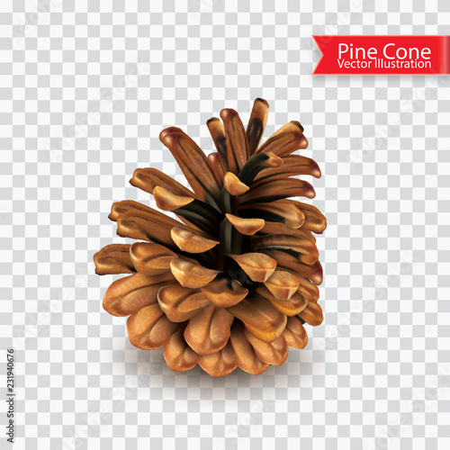 Realistic single dry pine cone isolated on transparent background. Object for design. Vector illustration photo