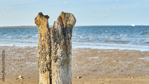 Mit Krebsen bewachsener Holzpfahl am Strand auf Sylt photo