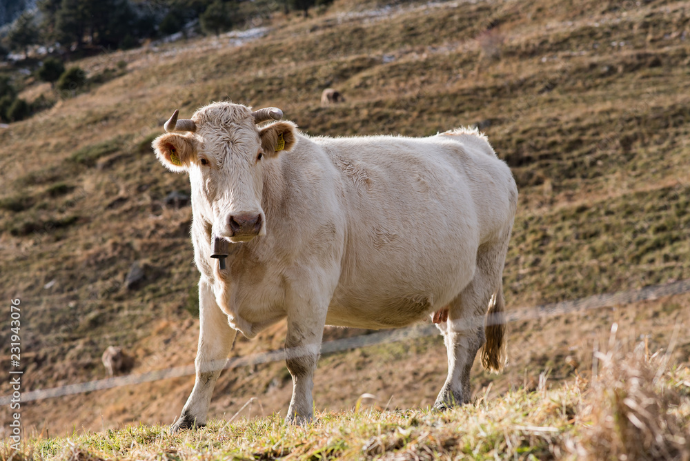 White Cow in Vall  d Incles, Canillo, Andora.