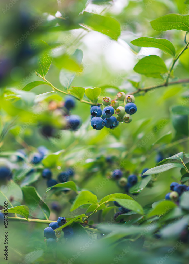 A cluster of blueberries on a blueberry bush A cluster of blueberries on a blueberry bush