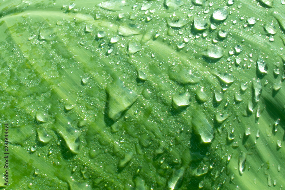 Closeup water drops on green leaf  Raining day