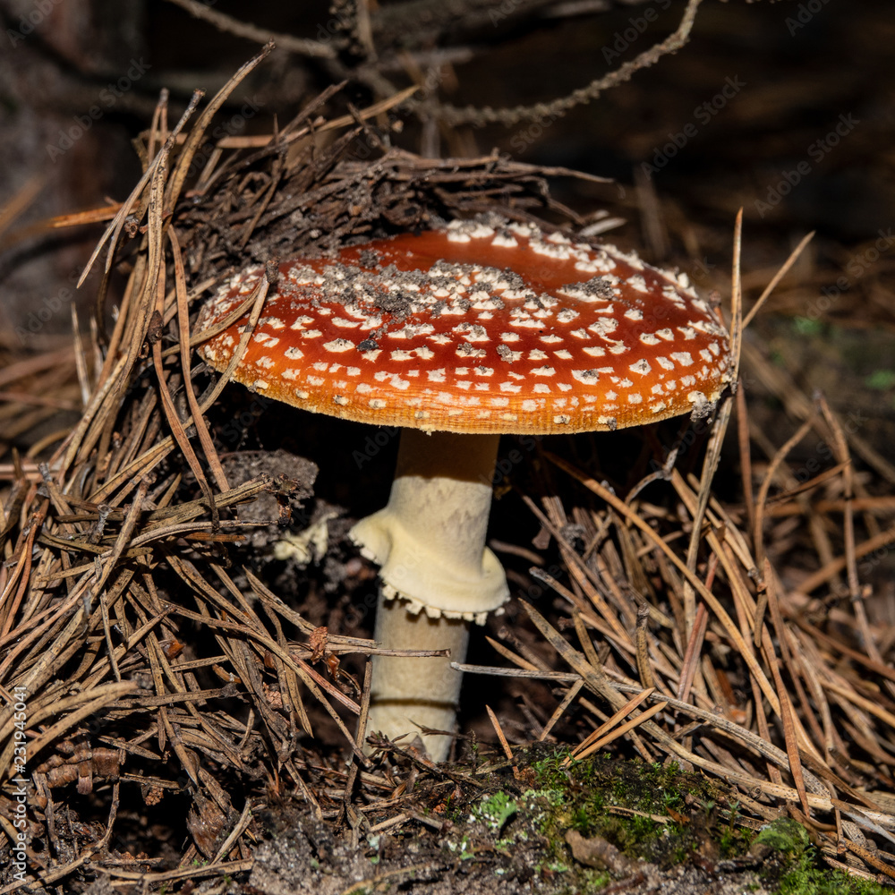 poisonous mushroom amanita in a pine forest.