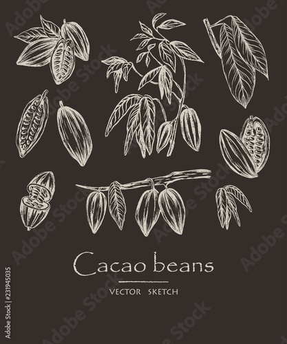 Vector illustration. Sketched hand drawn cacao beans, cacao tree leafs and branches. Chalk style vector set. Element of design.