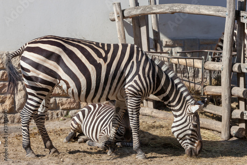 Zebra in Budapest Zoo