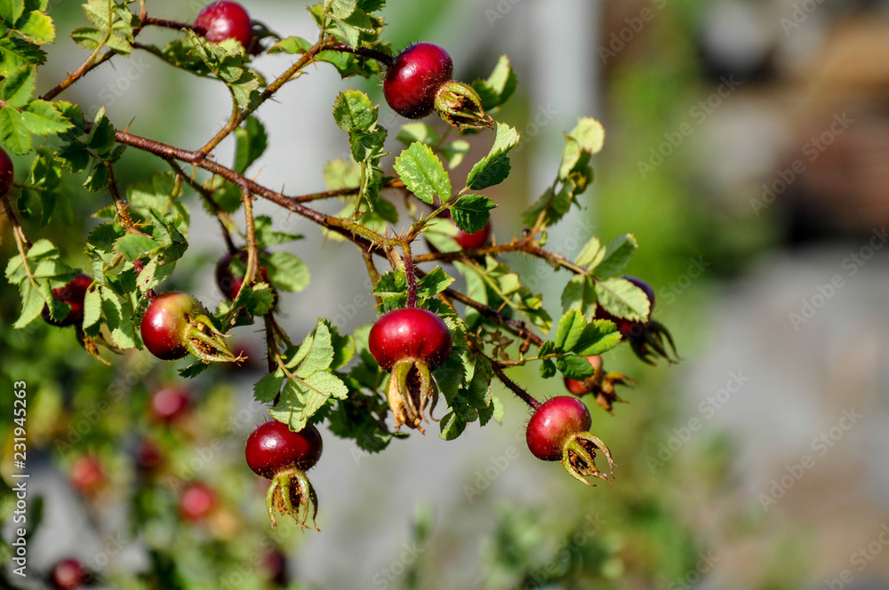 red berries on branch red berries on branch