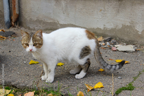 Stray Animals, Pets, Animals Concept.  Cute Tabby Cat on The Street. Sad Stray Cat. Cute Cat On The Road.   © diesel_80