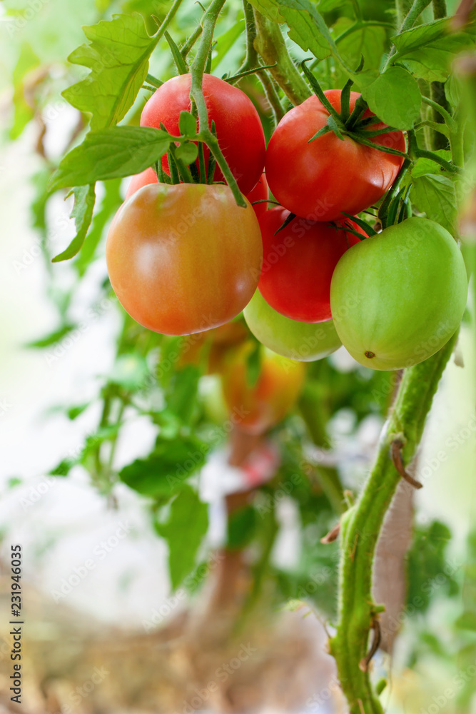 Branch of red ripe and green unripe tomatoes in a greenhouse, Vegetable garden with tomato plants Branch of red ripe and green unripe tomatoes in a greenhouse, Vegetable garden with tomato plants