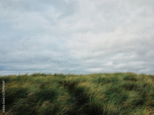 High green grass in windy storm photo