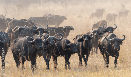 eine Herde afrikanische Büffel, Syncerus cafferi, in der Savanne am Kwando River, Region Sambesi, Namibia © Manok