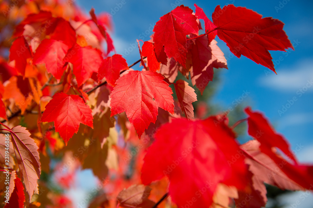 Red beautiful leaves in autumn sunny day with blue bright sky at background