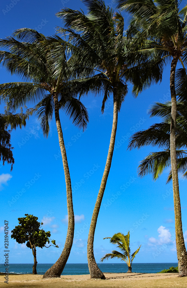 Fototapeta premium Palm Trees Hawaii Beach