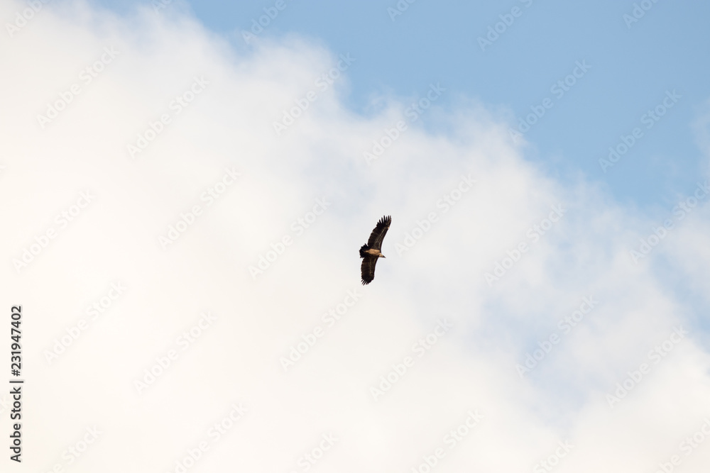 Obraz premium eagle flying with blue sky
