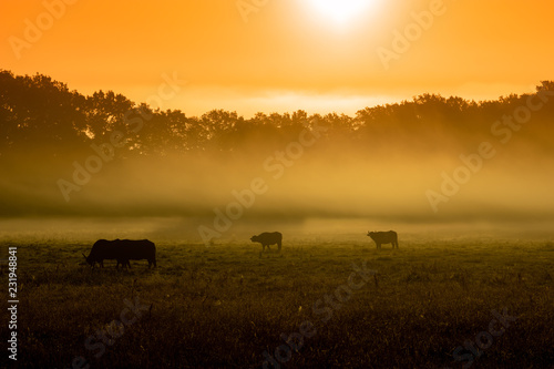 B  ffel im Nebel bei Sonnaufgang auf Safari