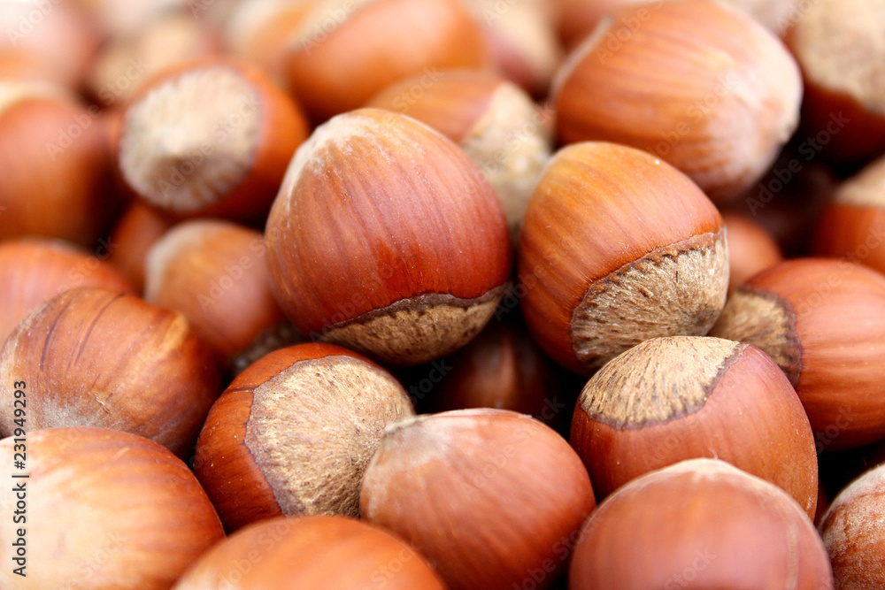 texture hazelnut hazelnuts in the shell fresh crop texture hazelnut hazelnuts in the shell fresh crop