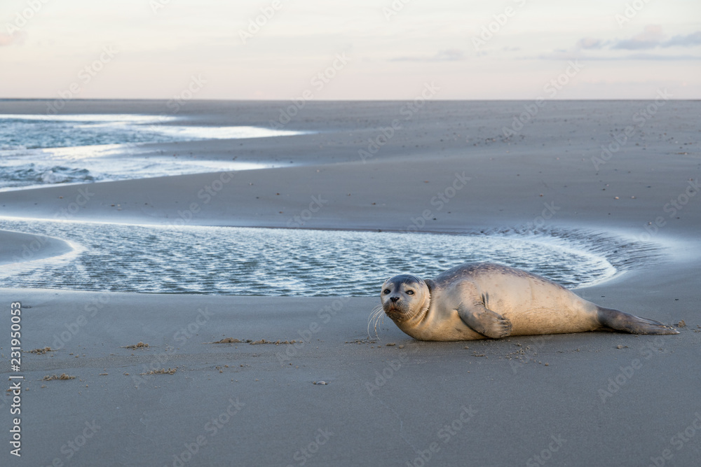 Fototapeta premium young harbor seal at the beach of the Dutch island of Texel