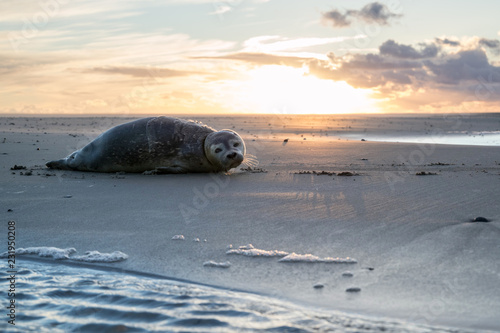 young harbor seal at the beach of the Dutch island of Texel