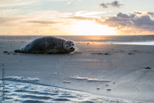 фотографія young harbor seal at the beach of the Dutch island of Texel