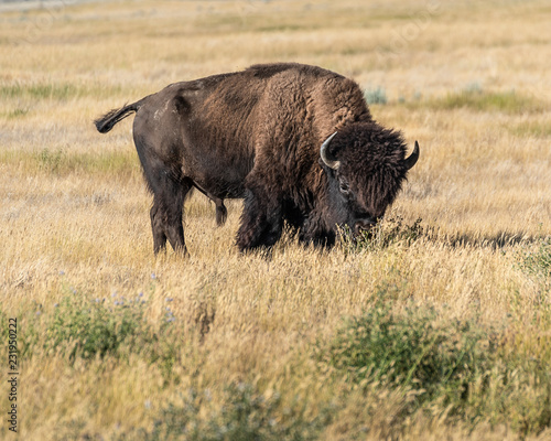 Bison at Grasslands National Park