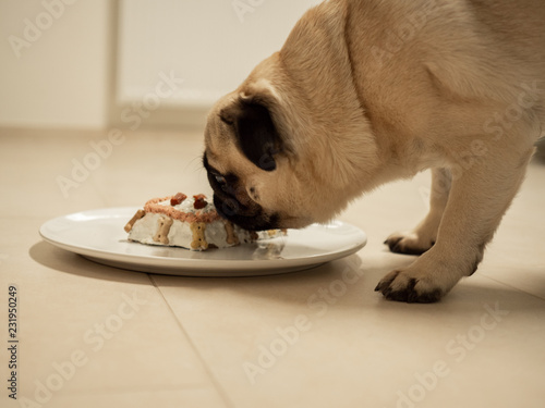 hund