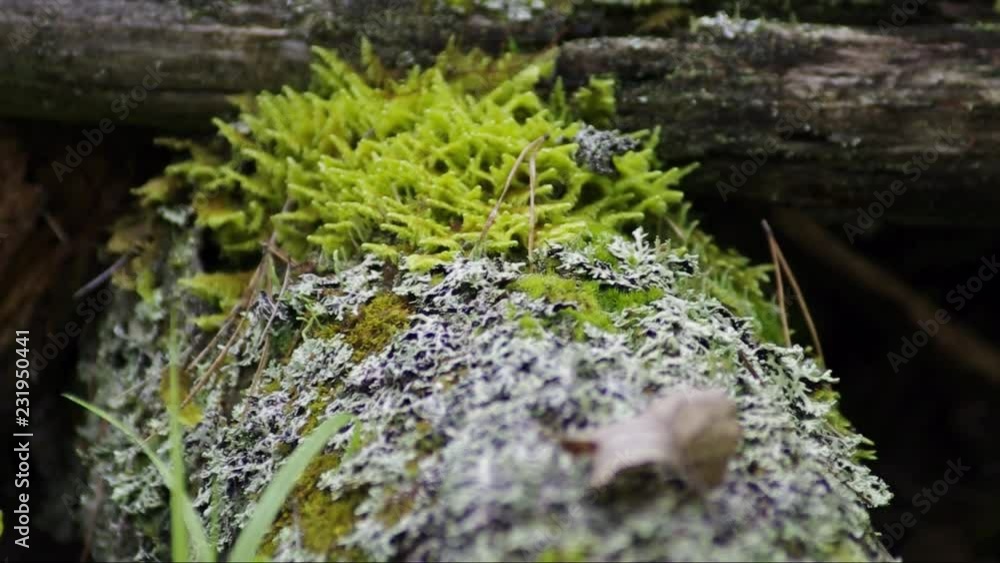 Moss and lichen on a tree stump. Moss and lichen on a tree stump.