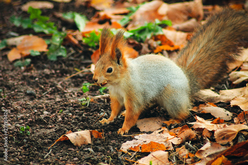 Beautiful fluffy squirrel close-up in autumn park