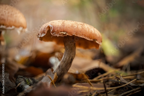 mushroom