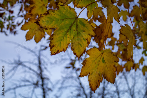 yellow maple leaves on background of blue sky