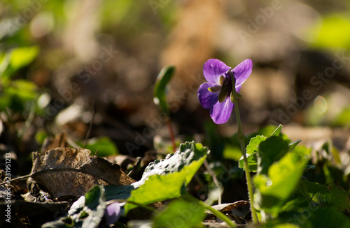 A small violet in gentle light