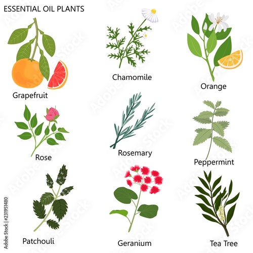 Large set of popular essential oils from which make perfume. Lemon, vanilla, lavender, grapefruit, rosemary, rose and others.