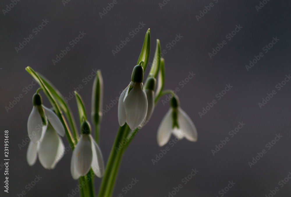 Bouquet Of A Beautiful Snowdrop. Gift For The Women's Day. Bouquet Of A Beautiful Snowdrop. Gift For The Women's Day.