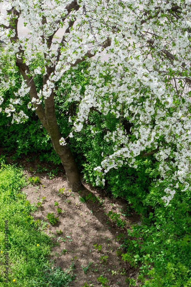 Cherry Blossom. Branch With Cherry Flowers. Cherry Blossom. Branch With Cherry Flowers.