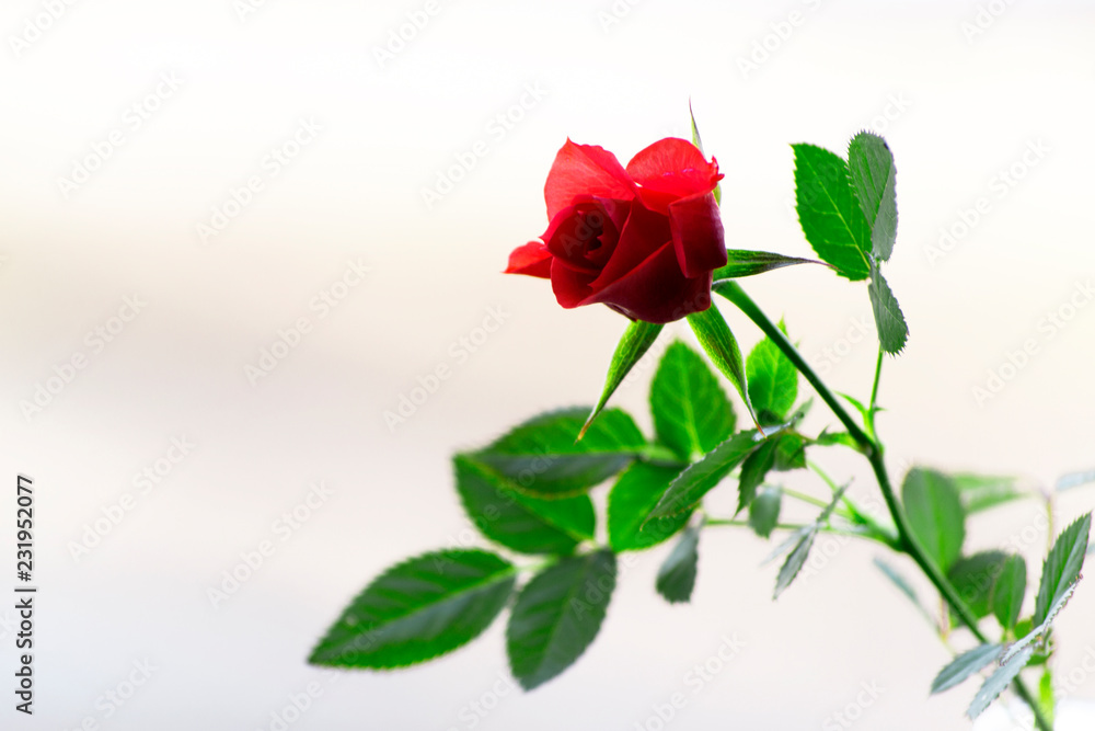 Red rose on bright white background.