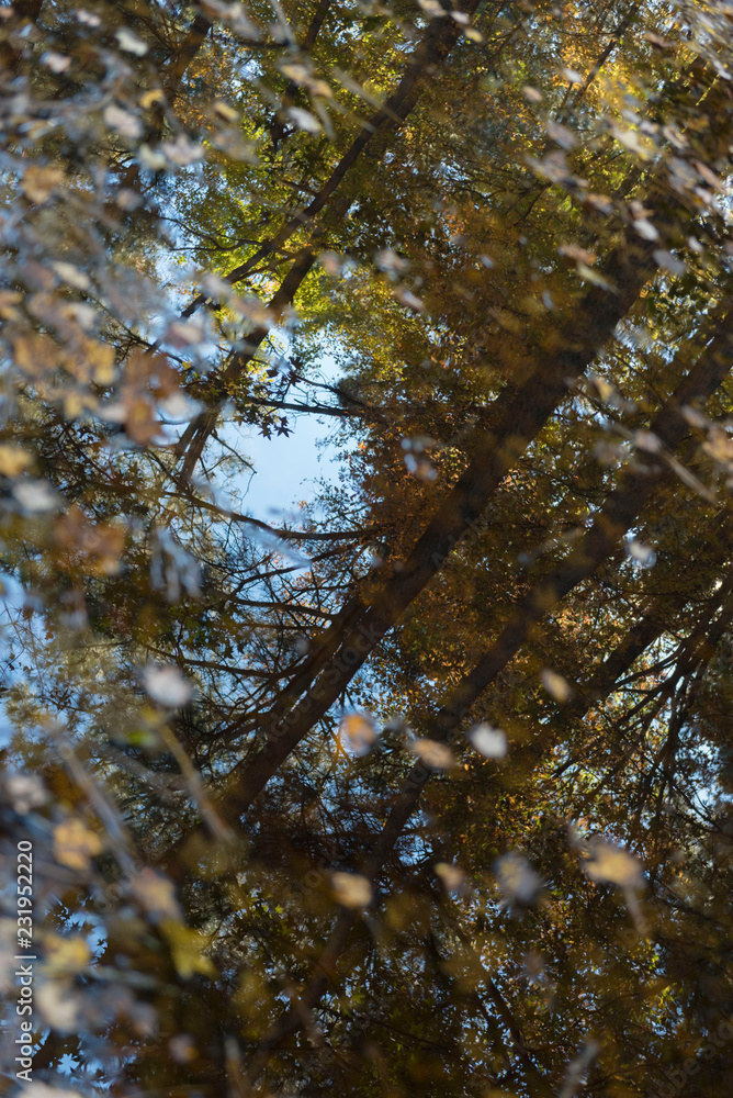tree in autumn