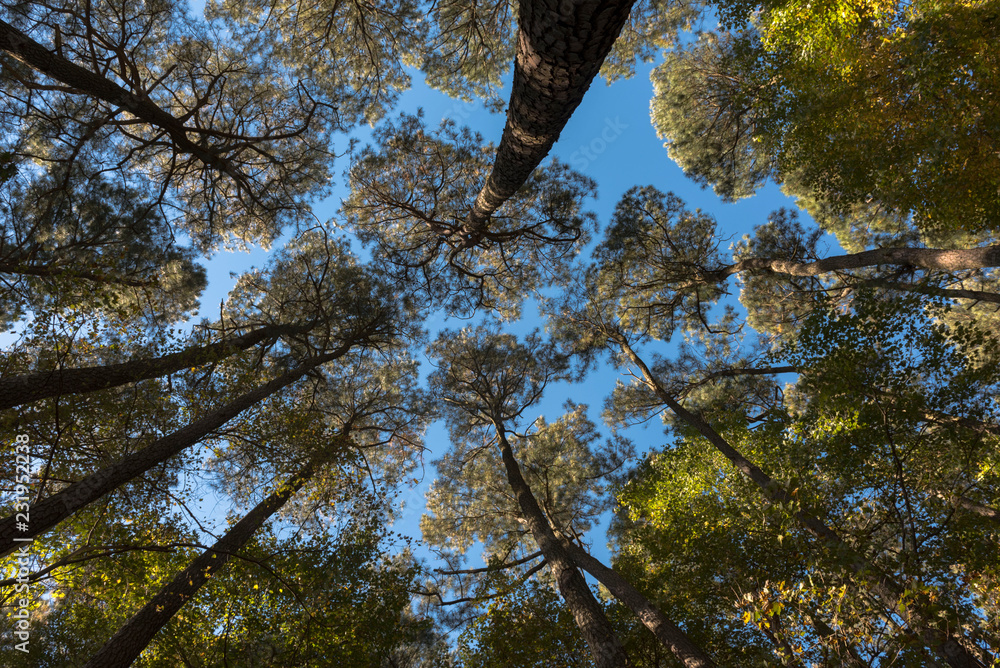tree in the forest