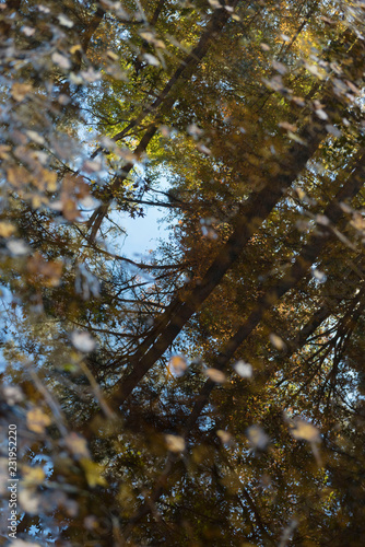 Obraz na płótnie tree in autumn w salonie