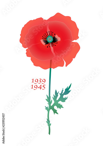 Fototapeta Naklejka Na Ścianę i Meble -  red poppy flower on white background
