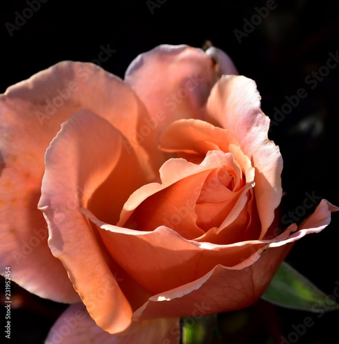 Soft warm Pink rose