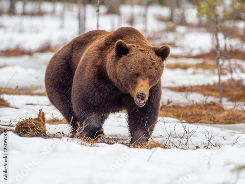 Female brown bear (Ursus arctos) foraging for food in the snow. Finland. Near Russian border.